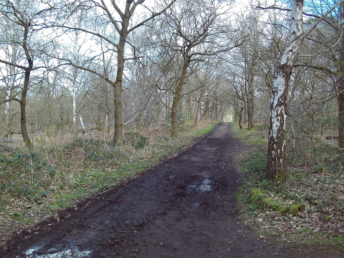 Sherwood Forest & Robin Hood: A Visitor Guide to Nottinghamshire